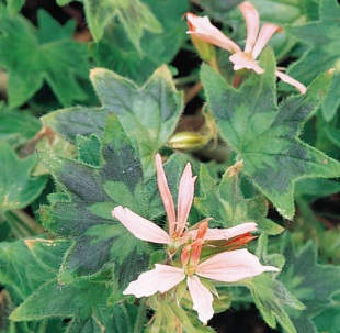 Pelargonium 'Bird Dancer' - pelargonie (READERS DIGEST VÝBĚR)