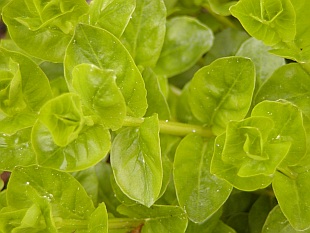 Lysimachia nummularia - vrbina penízková
