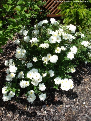 Rosa 'Sea Foam' - růže