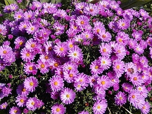 Aster - hvězdnice