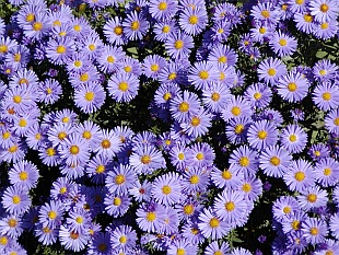 Aster - hvězdnice