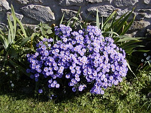 Aster - hvězdnice