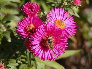 Aster - hvězdnice