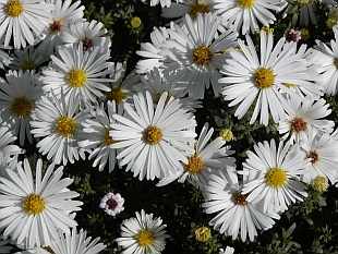 Aster - hvězdnice
