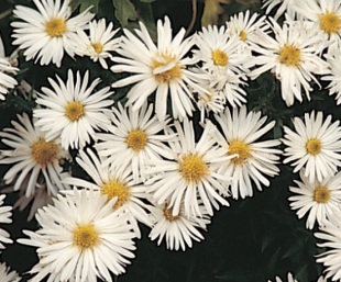 Aster novi-belgii 'Kristina' - hvězdnice novobelgická (READERS DIGEST VÝBĚR)
