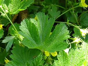 Waldsteinia geoides – mochnička kuklíková