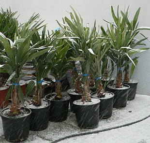 Rhapidophyllum hystrix (Palmy a cycasy)