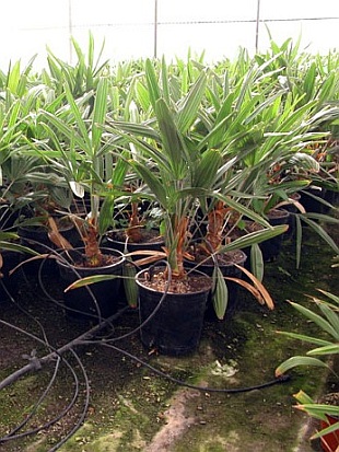 Rhapidophyllum hystrix (Palmy a cycasy)