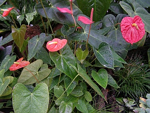 Anthurium - toulitka Anthurium - toulitka