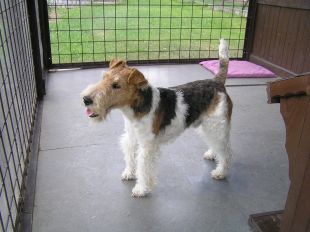 Plastové desky: přístřešek pro psa (TRANSFORM-LB)