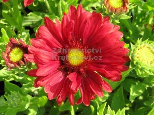 Gaillardia aristata 'Sunburst Burgundy' - kokarda