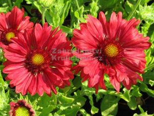 Gaillardia aristata 'Sunburst Burgundy' - kokarda