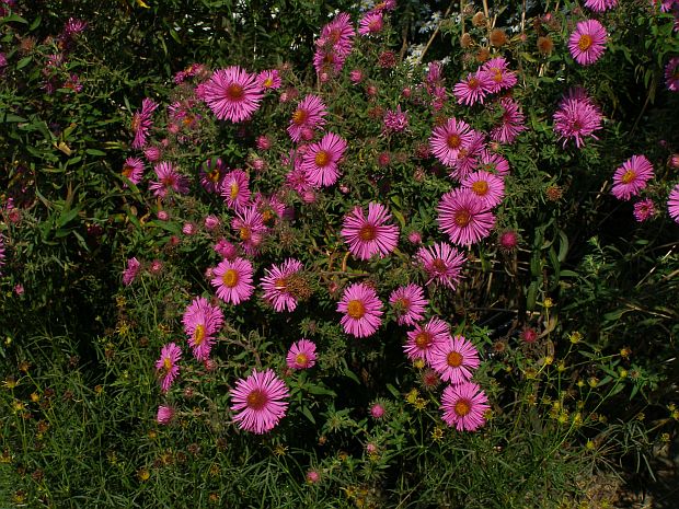 Aster novaea-angliae -  hvězdnice novoanglická