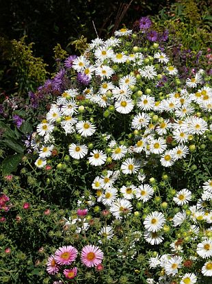 Aster - hvězdnice (PROVOBIS)