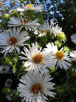 Aster - hvězdnice (PROVOBIS)
