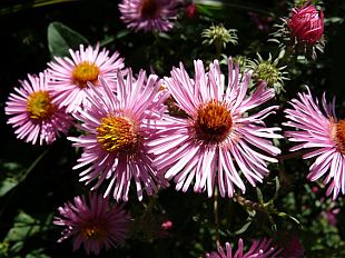 Aster - hvězdnice (PROVOBIS)