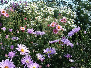 Aster - hvězdnice (PROVOBIS)