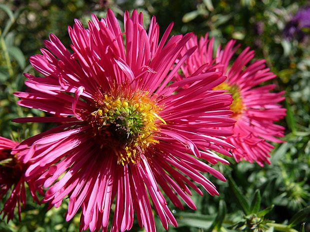 Aster - hvězdnice (PROVOBIS)