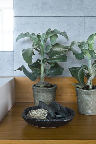 Přesazování pokojových rostlin: Kalanchoe beharensis (TIP ZC CS) Přesazování pokojových rostlin: Kalanchoe beharensis (TIP ZC CS)