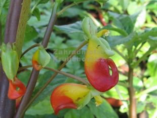 Impatiens niamniaensis - netýkavka konžská