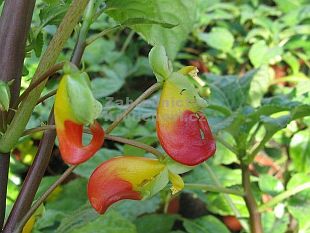 Impatiens niamniaensis - netýkavka konžská
