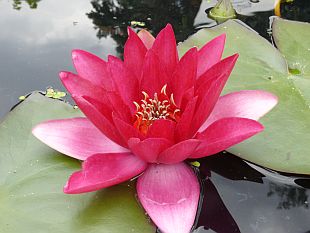 Vodní zahrada: leknín 'Laydekeri Fulgens' Vodní zahrada: leknín 'Laydekeri Fulgens'