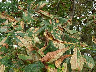 Rostlinolékař: klíněnka jírovcová - Cameraria ohridella na jírovci