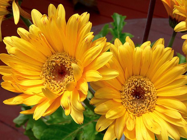 Gerbera - gerbera  (TIP ZC CS)