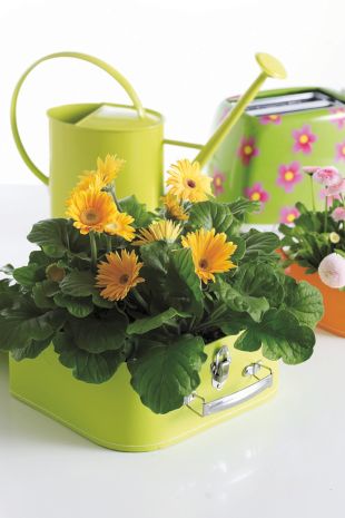 Pokojovky. Gerbera (TIP ZC CS)