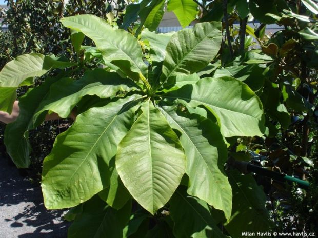 Magnolia tripetala 'Bloomfield' - magnólie tříplátečná