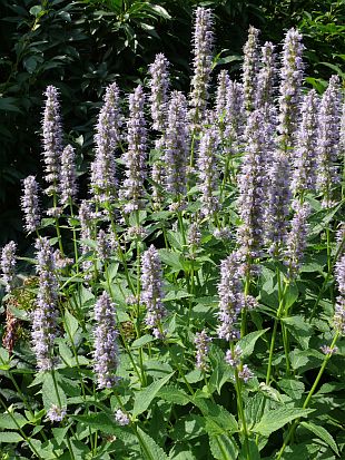 Agastache - agastache (PROVOBIS)