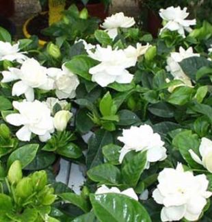 Gardenia - gardénie Gardenia - gardénie