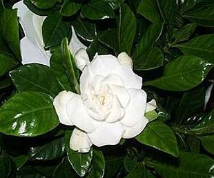 Gardenia - gardénie Gardenia - gardénie