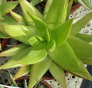 Aloe vera - aloe pravá