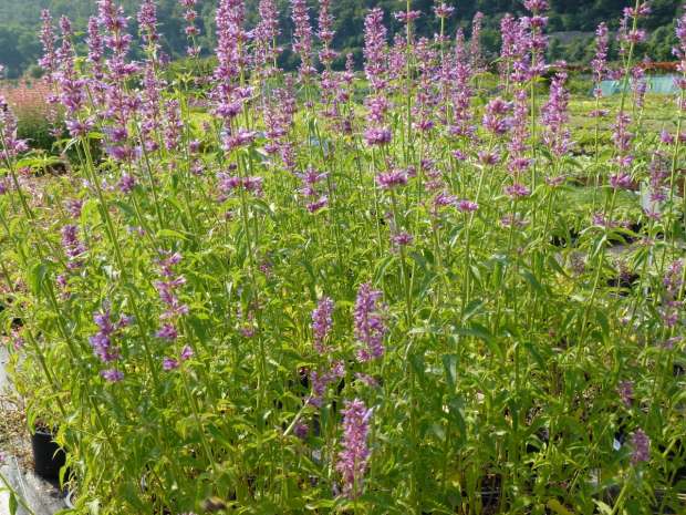 Agastache mexicana - agastaché mexická