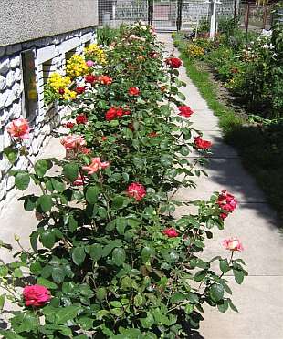 Růže - co potřebují růže