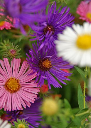 Aster novae-angliae - hvězdnice novoanglická (PROVOBIS)