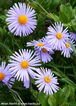Aster tongolensis - hvězdnice tongolská