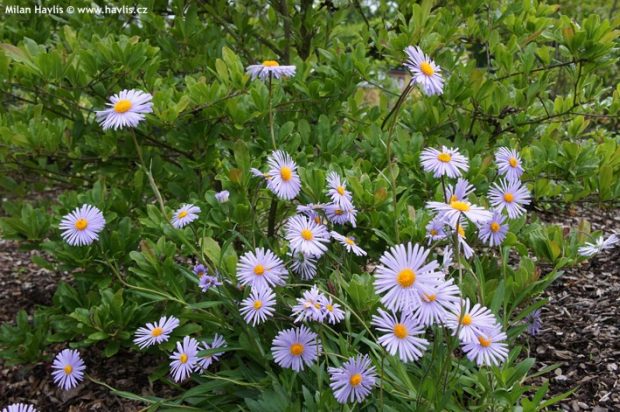 Aster tongolensis - hvězdnice tongolská