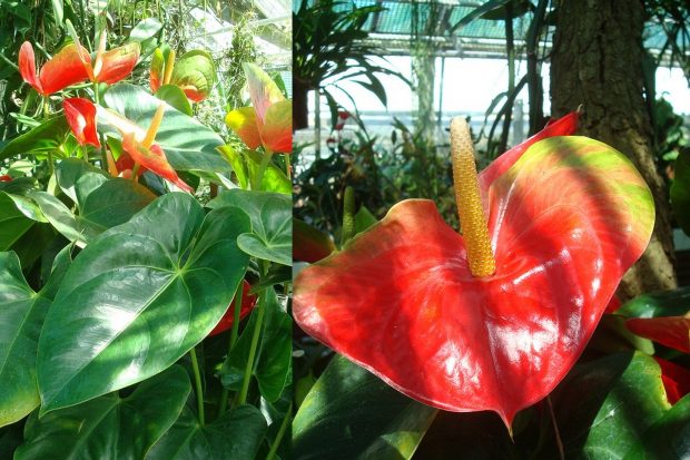 Anthurium - toulitka Anthurium - toulitka