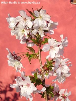 Prunus kurilensis 'Brillant' - slivoň kurilská