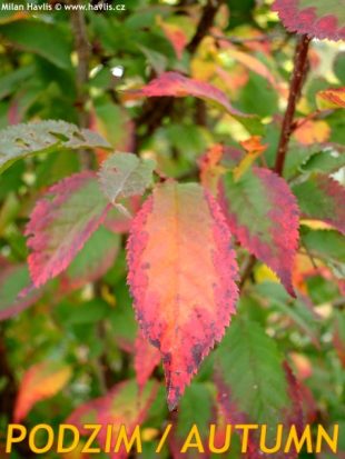 Prunus kurilensis 'Brillant' - slivoň kurilská