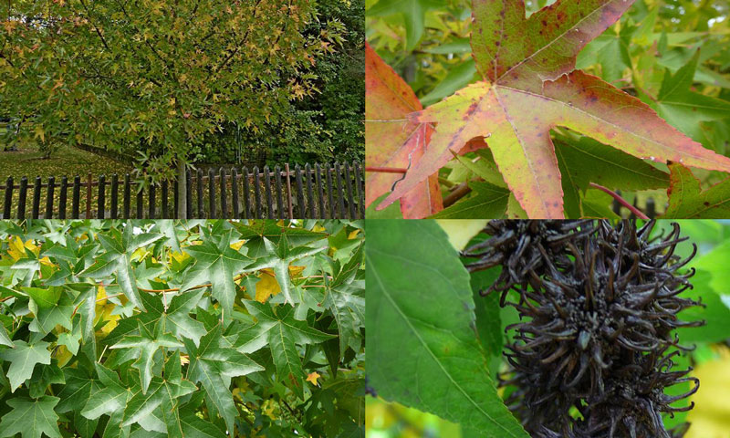 Liquidambar styraciflua - ambrowiec balsamiczny Liquidambar styraciflua - ambrowiec balsamiczny