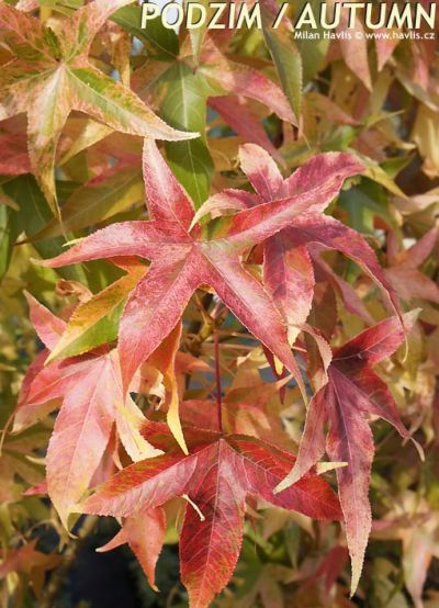 Liquidambar styraciflua 'Aurea' - sweetgum Liquidambar styraciflua 'Aurea' - sweetgum