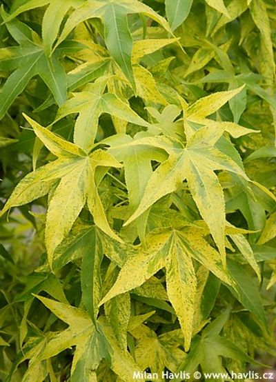 Liquidambar styraciflua 'Aurea' - sweetgum Liquidambar styraciflua 'Aurea' - sweetgum