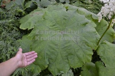 Astilboides tabularis - rodgersia štítnatá