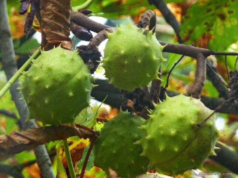 Aesculus hippocastanum L. (pagaštan konský) Aesculus hippocastanum L. (pagaštan konský)