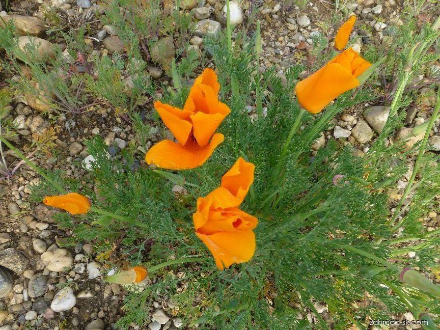 Eschscholtzia californica CHAM. (slncovka kalifornská) Eschscholtzia californica CHAM. (slncovka kalifornská)