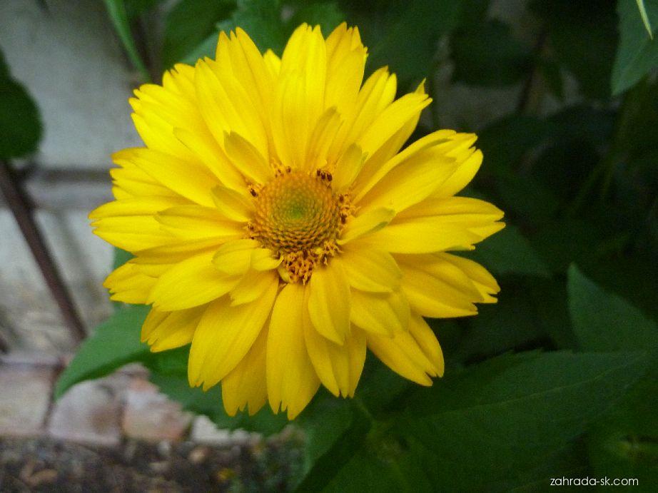 Heliopsis helianthoides (L.) SWEET (slnečníčka) Heliopsis helianthoides (L.) SWEET (slnečníčka)