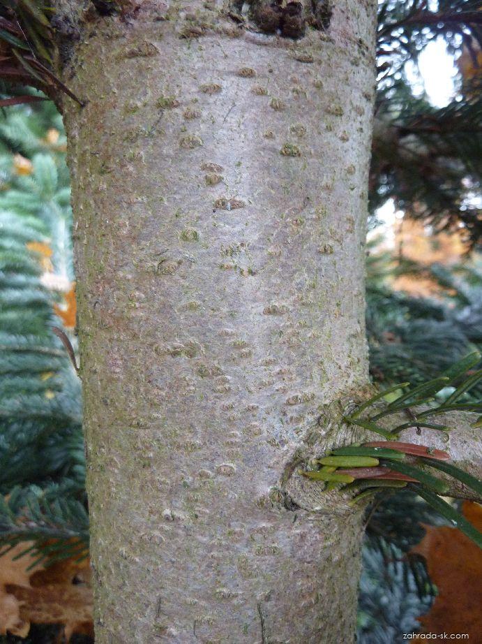 Abies nordmanniana (STEVEN) SPACH (jedľa Nordmannova) Abies nordmanniana (STEVEN) SPACH (jedľa Nordmannova)